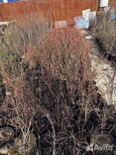 Саженцы голубики