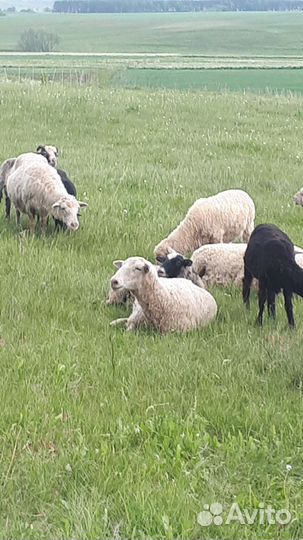 Овцы бараны
