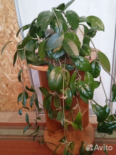 Комнатные растения