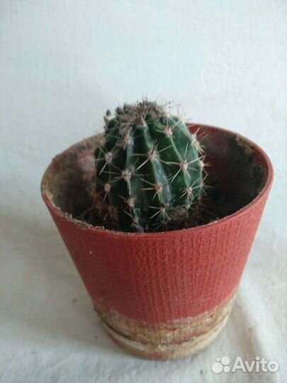 Алоэ, кактусы