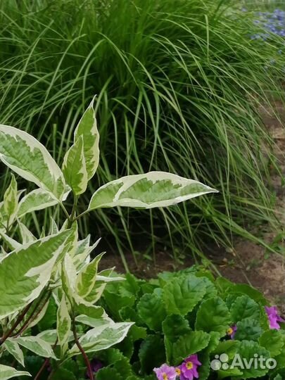 Многолетний злак. Осока пальмолистная