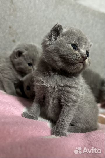 Шотландская