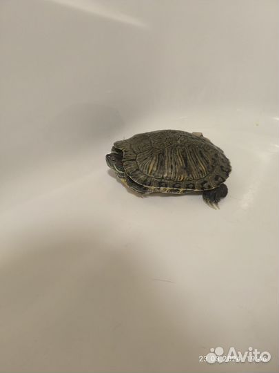 Красноухая черепаха