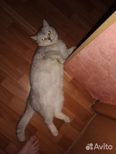 Вязка серебристая шиншилла