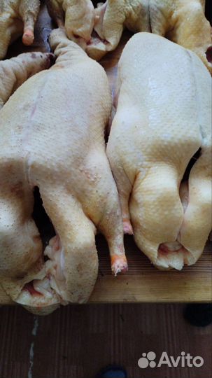 Мясо домашних гусей и уток мулардов