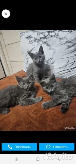 Британские котята