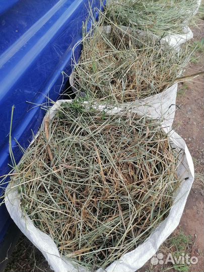 Сено в мешках 2023 года