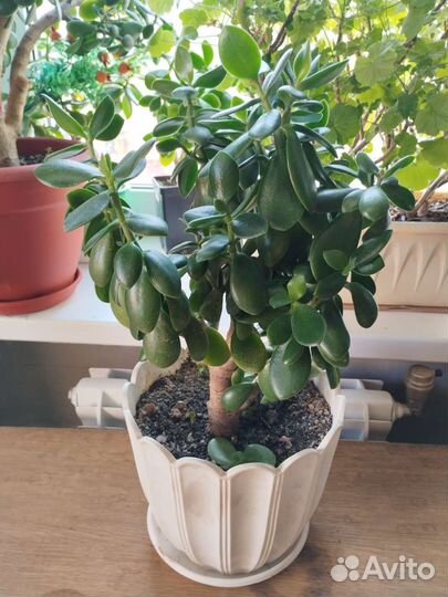 Крассула толстянка