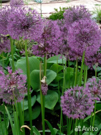 Декоративные луки и Орнитогалум