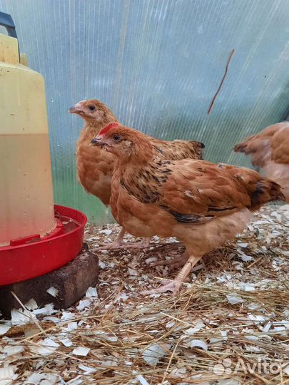 Куры молодки несушки