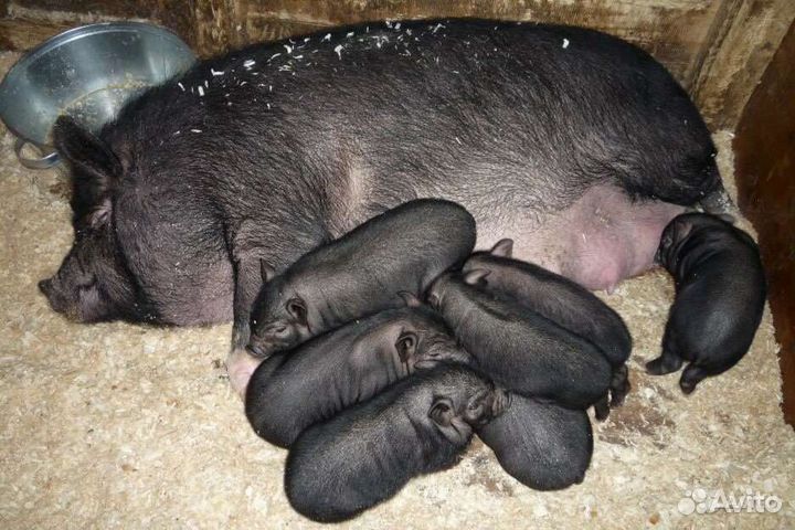 Вьетнамский вислобрюхий хряк