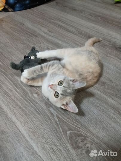Кошка в добрые руки