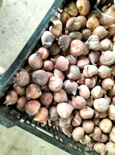 Луковицы тюльпанов микс оптом