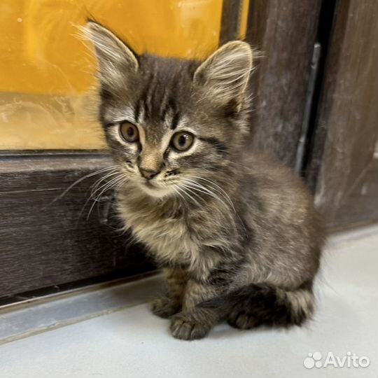 Манчкин котенок в добрые руки бесплатно