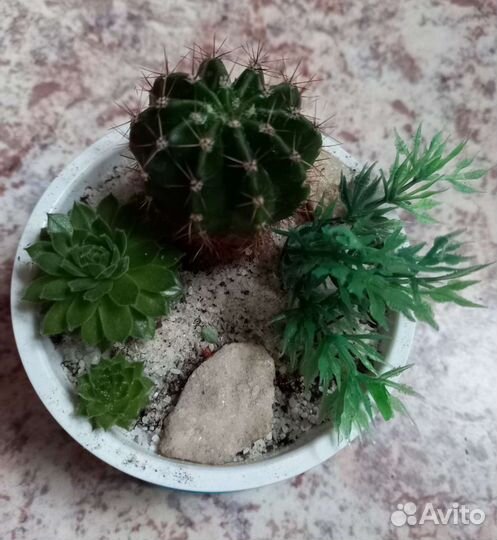 Кактусы и суккуленты, мини садик