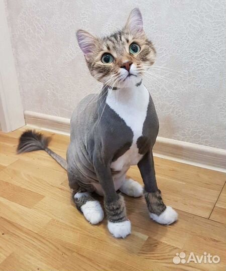 Стрижка котов и кошек