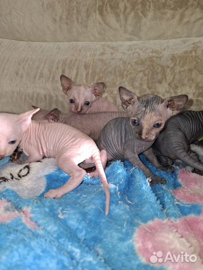 Канадский сфинкс