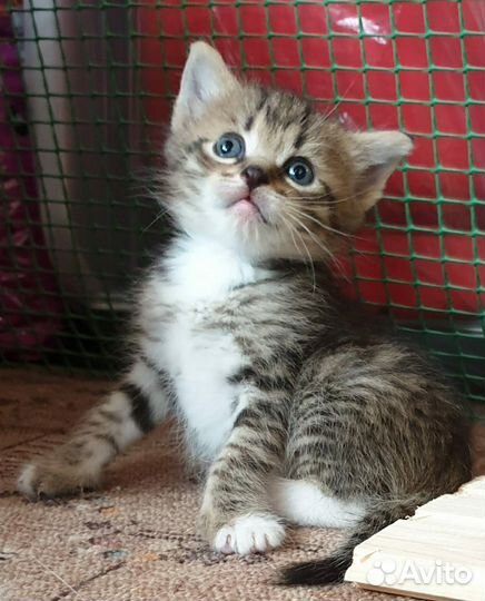 Котята в добрые руки метис британца