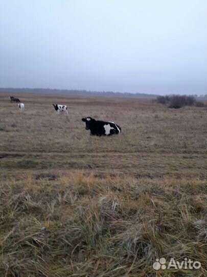 Продаем скот