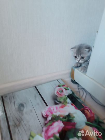 Котята Милашки