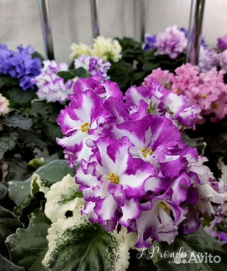 Сортовые фиалки