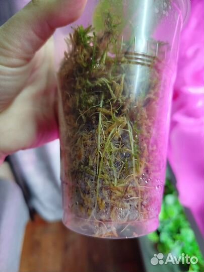 Алоказия сильвер дракон