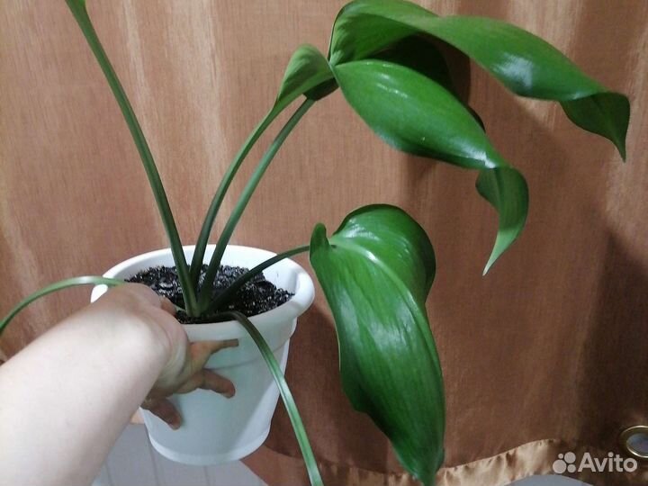 Амазонская лилия
