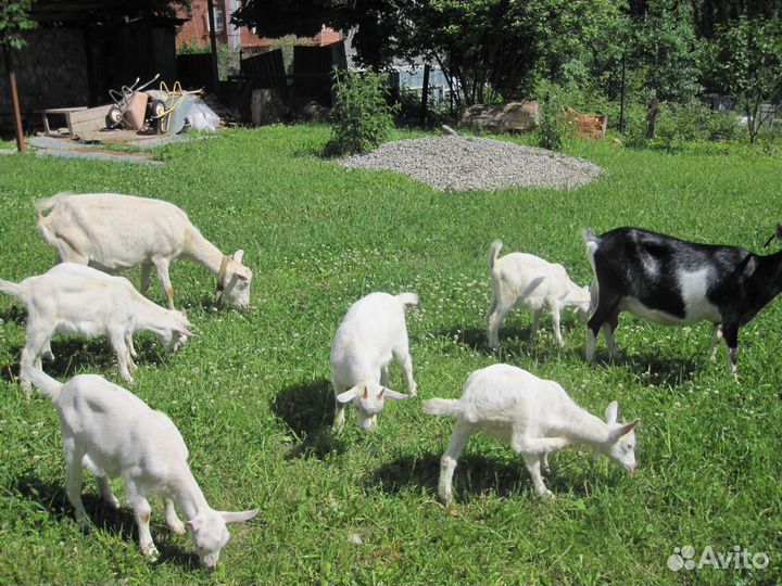 Молоко козье домашнее