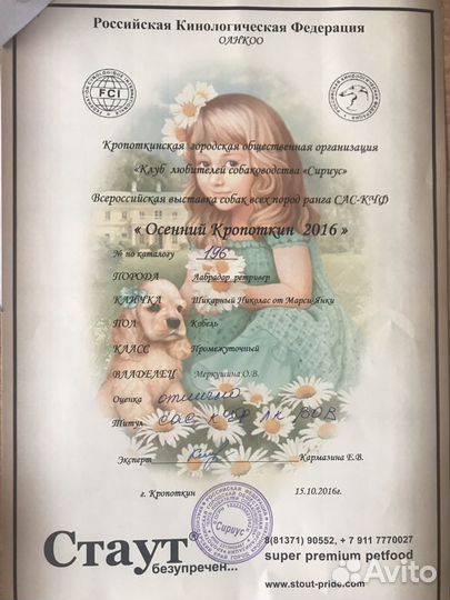 Лабрадор. Вязка