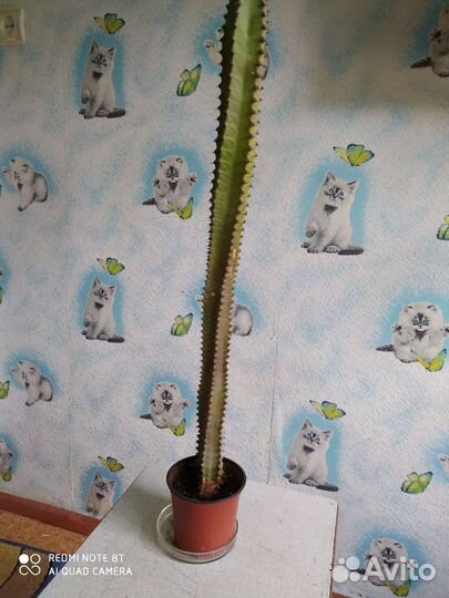 Каланхоэ дегремона