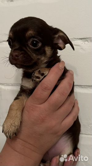 Щенки чихуахуа