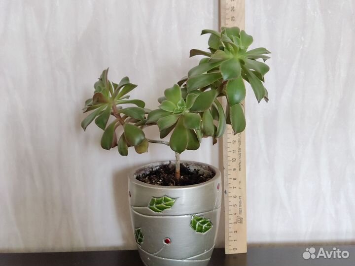 Хлорофитум