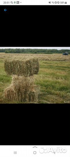 Товары для животных