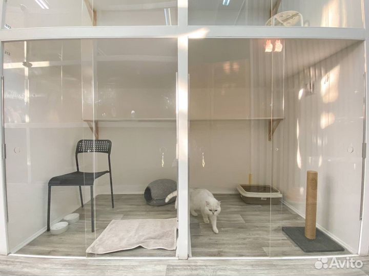 Гостиница для кошек, передержка