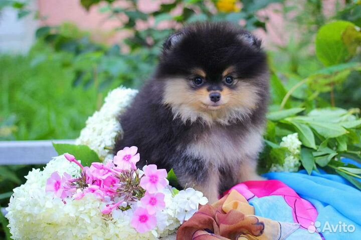 Щенки шпица
