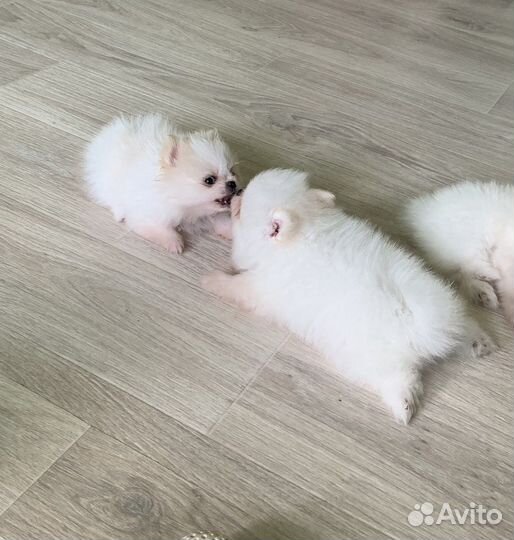 Щенки шпица