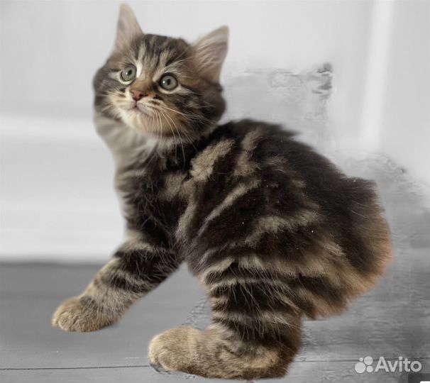 Курильский бобтейл