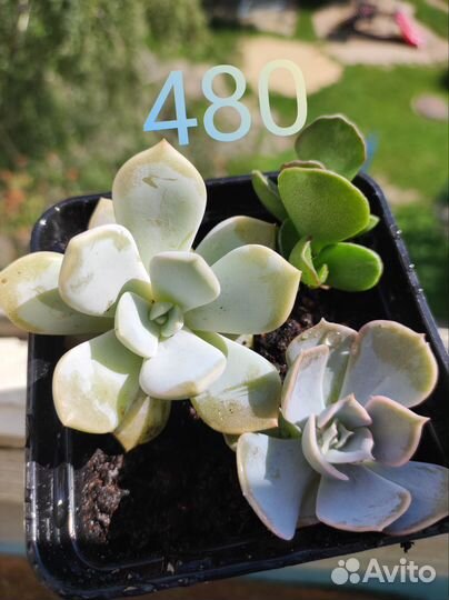 Суккуленты