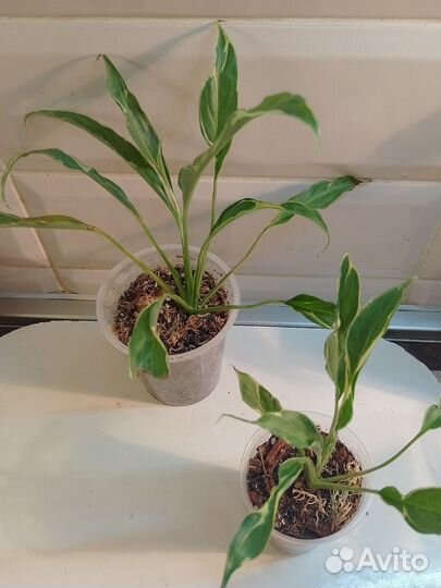 Спатифиллум Нью Ван, Дели Индонезия с белым варом