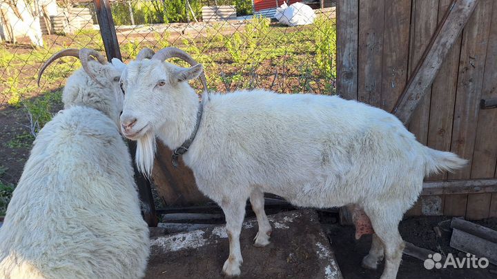 Козы, козы дойные