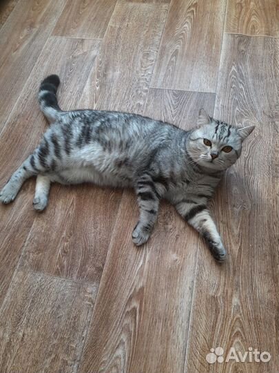 Отдам котика