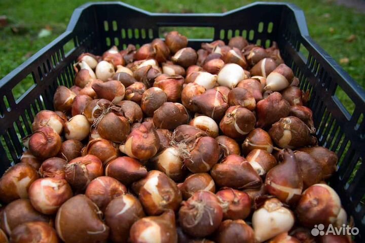 Луковица тюльпанов оптом 12;14+для выгонки