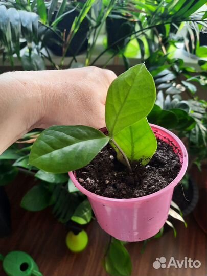 Замиокулькас вариегатный Long leaf limon var