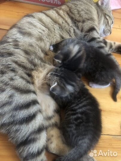 Котята в добрые руки