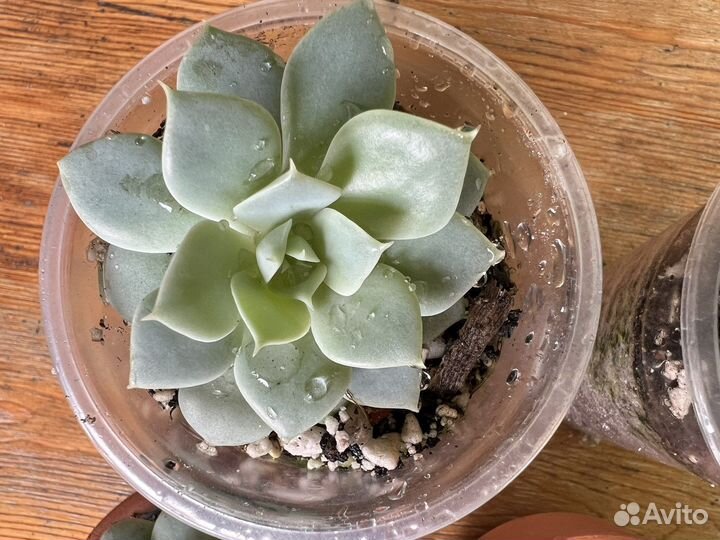 Флорариум суккуленты