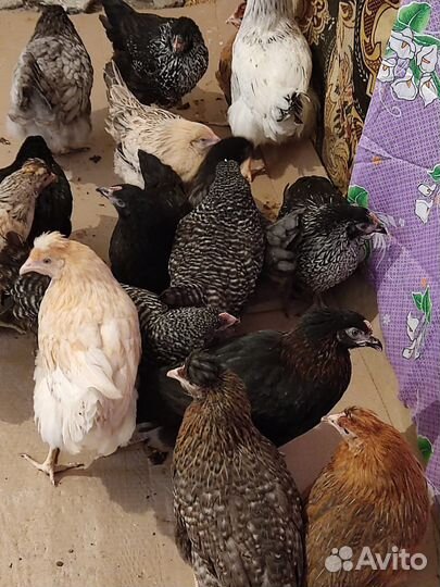 Куры доминант, легорн молодка несушка, утки