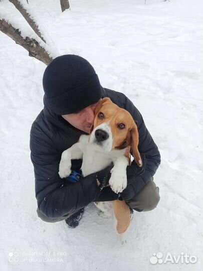 Вязка кобель бигль