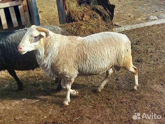 Баран на племя