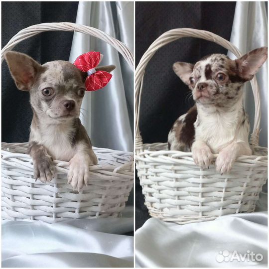 Девочка и мальчик