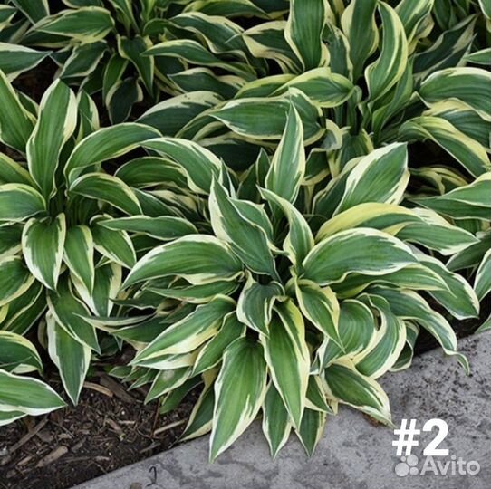 Хоста Волверин (Wolverine)